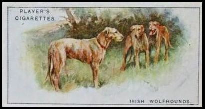 50 Irish Wolfhounds